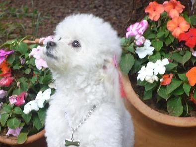 Me encantan las flores!